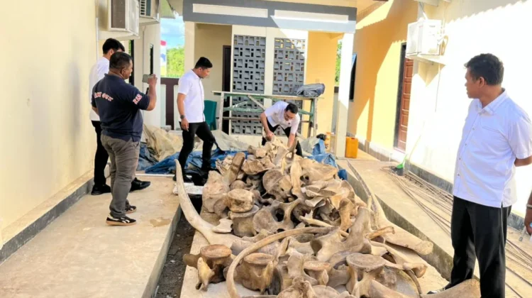 Polda PBD Amankan 1 Tersangka Kasus Perdagangan Satwa yang Dilindungi