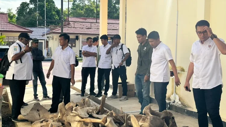 Polda PBD Amankan 1 Tersangka Kasus Perdagangan Satwa yang Dilindungi