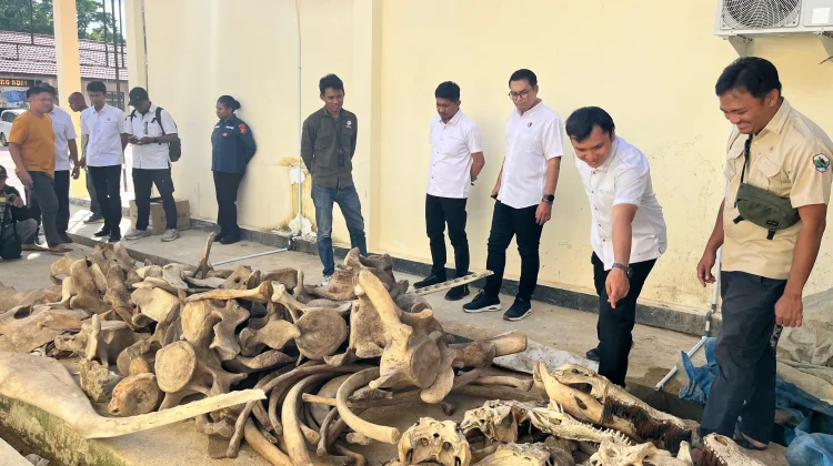 Polda PBD Amankan 1 Tersangka Kasus Perdagangan Satwa yang Dilindungi