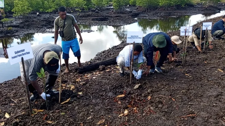 Gubernur Elisa Kambu Tanam Bibit Mangrove