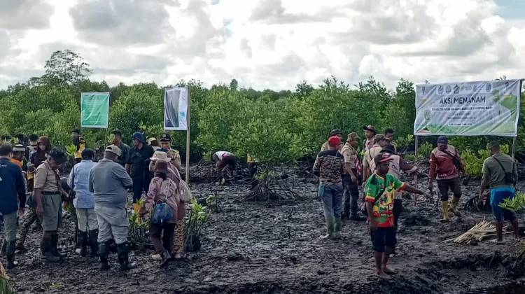 Gubernur Elisa Kambu Tanam Bibit Mangrove