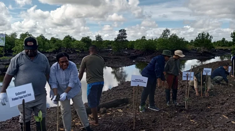 Gubernur Elisa Kambu Tanam Bibit Mangrove