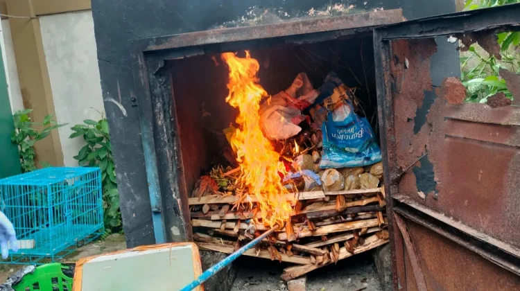 Balai Karantina Hewan, Ikan dan Tumbuhan Laksanakan Pemusnahan Pembawa HPHK