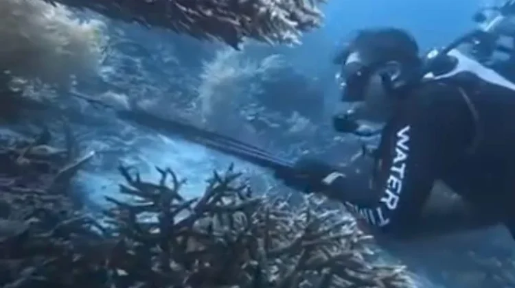 Polisi Selidiki Dugaan Perburuan Penyu Sisik oleh WNA Tiongkok di Raja Ampat