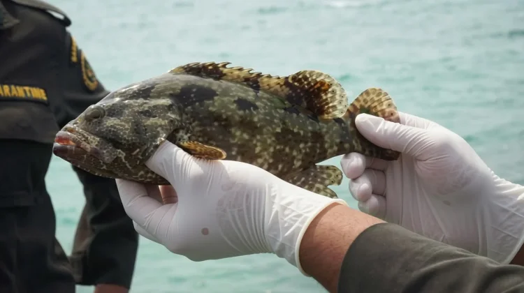 Hong Kong Kepincut Kerapu Raja Ampat, Barantin Kawal Ekspor 15.121 Ekor