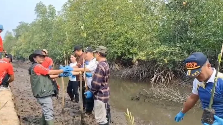 BKHIT Papua Barat Daya Melaksanakan Penanaman 200 Bibit Mangrove