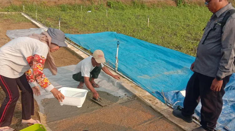 Brigade Pangan Ataneh Atane' Melakukan Penyemaian Padi dengan Metode Dapok