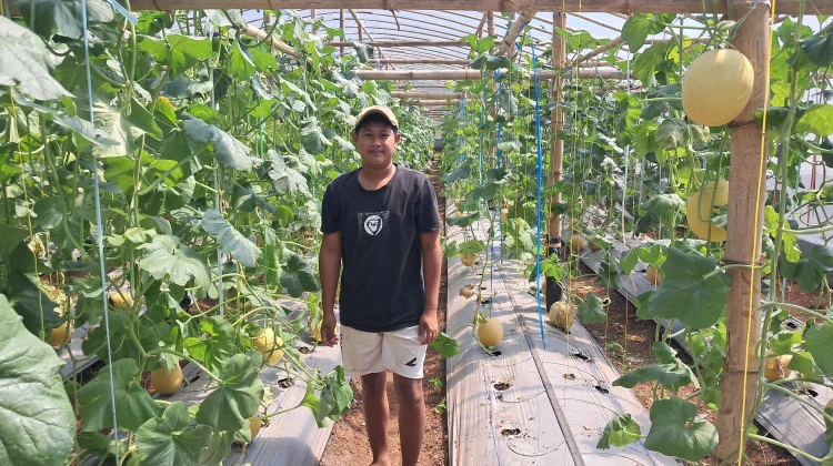 Wisata Petik Melon di Kalianget Timur Tawarkan Pengalaman Panen Langsung