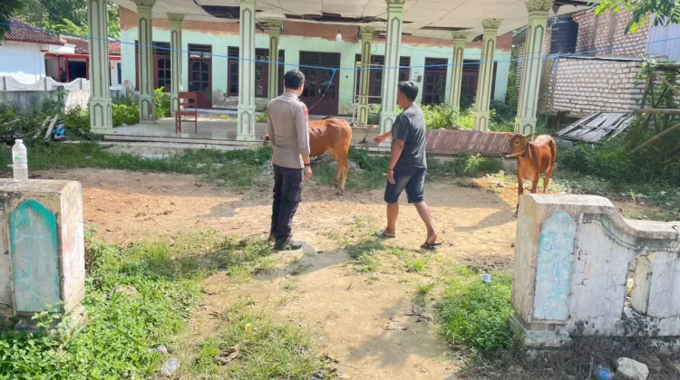 Polsek Batuputih Cek Peternakan Sapi Warga