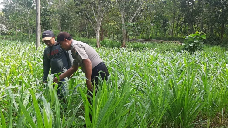 Dukung Ketahanan Pangan, Polsek Batuputih Monitor Jagung
