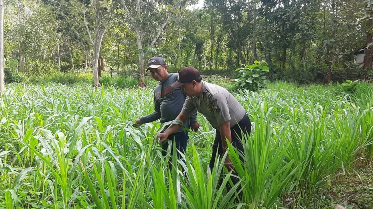 Dukung Ketahanan Pangan, Polsek Batuputih Monitor Jagung