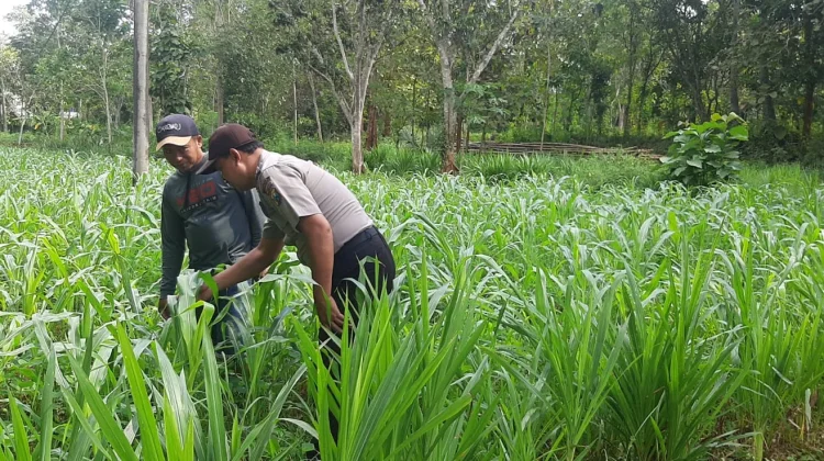 Dukung Ketahanan Pangan, Polsek Batuputih Monitor Jagung