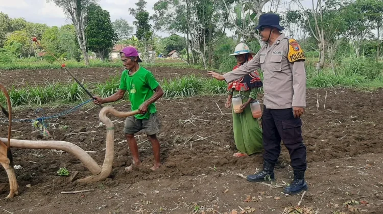 Polisi Monitoring Lahan Pertanian Warga