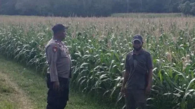 Polsek Kangean Sumenep Pantau Jagung Warga