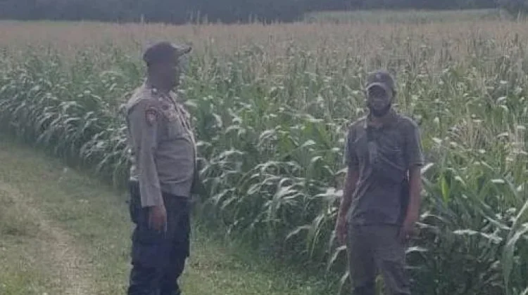 Polsek Kangean Sumenep Pantau Jagung Warga