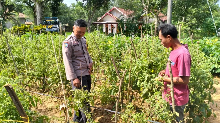 Polsek Rubaru Kawal Budidaya Tomat Warga