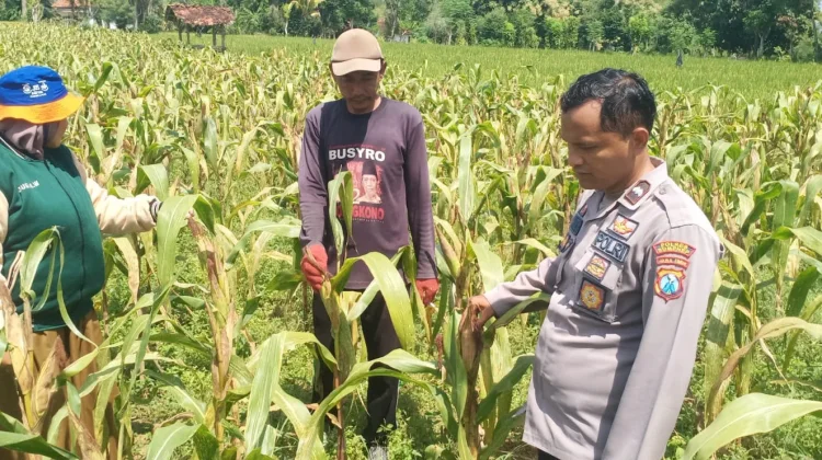 Polsek Dasuk Dukung Produktivitas Petani