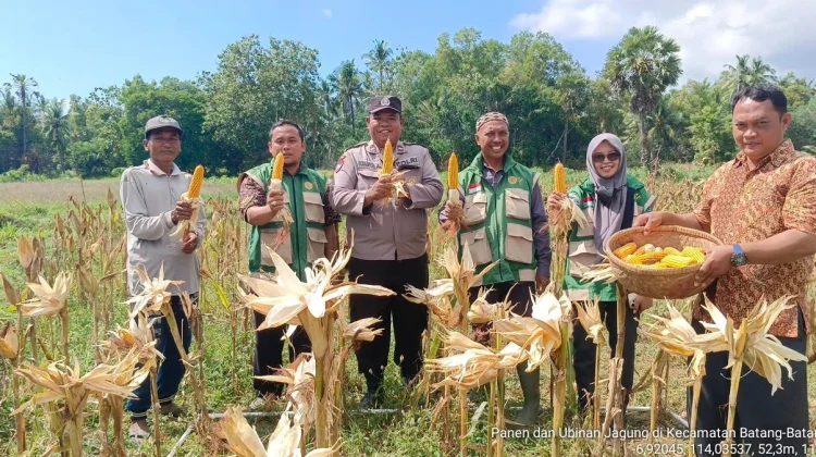 Anggota Polsek Batang-Batang Dampingi Panen Jagung