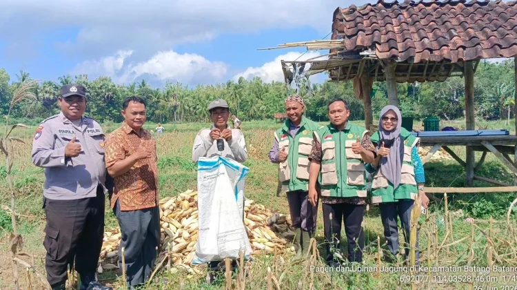 Anggota Polsek Batang-Batang Dampingi Panen Jagung