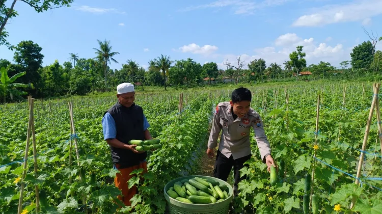 Polsek Dasuk Kawal Ketahanan Pangan Desa