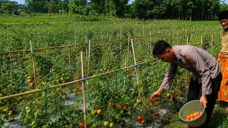 Anggota Polsek Dasuk Pantau Lahan Tanaman Tomat