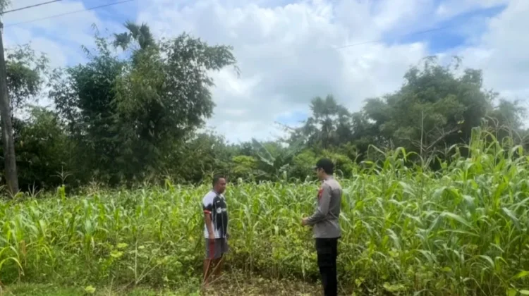Polsek Batuputih Pantau Perawatan Jagung Lokal