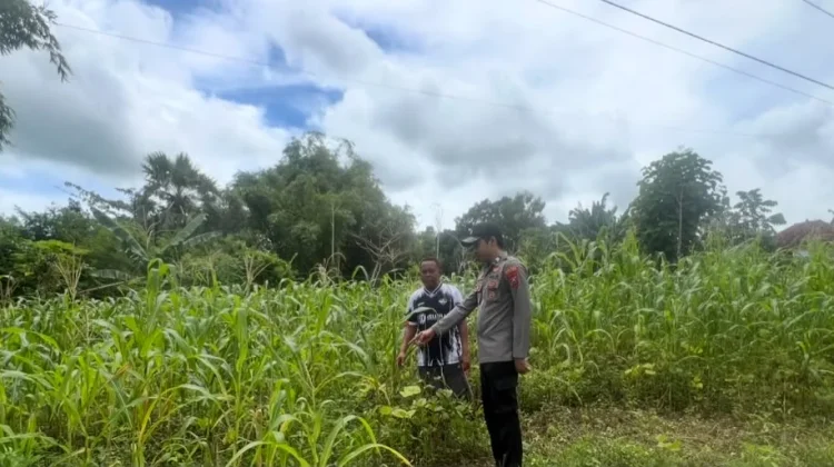 Polsek Batuputih Pantau Perawatan Jagung Lokal