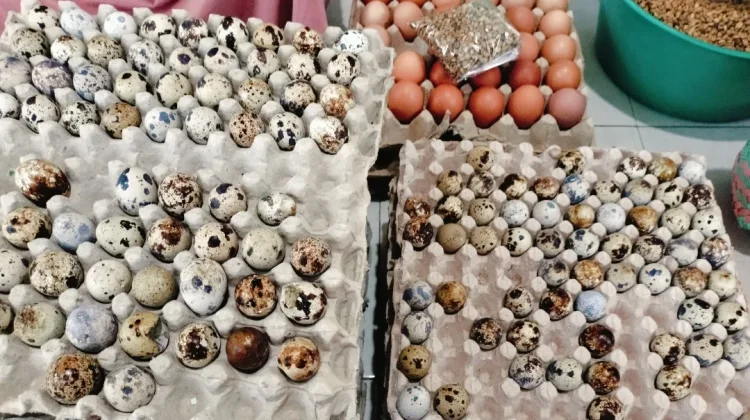 Peningkatan Harga Telur Puyuh Bebani Pedagang Bakso
