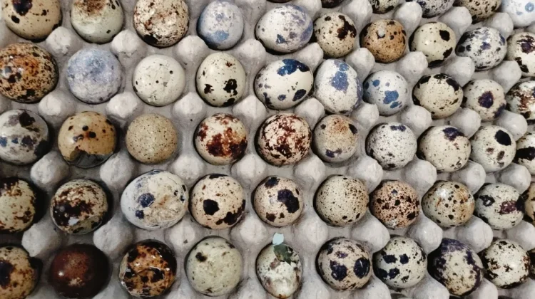 Peningkatan Harga Telur Puyuh Bebani Pedagang Bakso