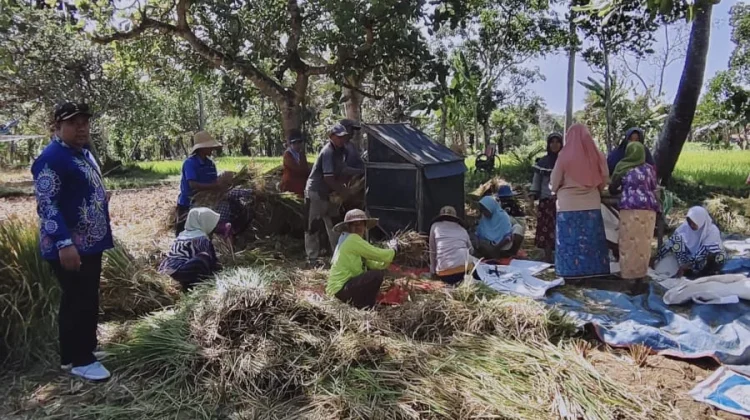 Petani Desa Tengedan Panen di Lahan Oplah