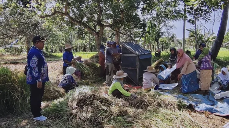 Petani Desa Tengedan Panen di Lahan Oplah