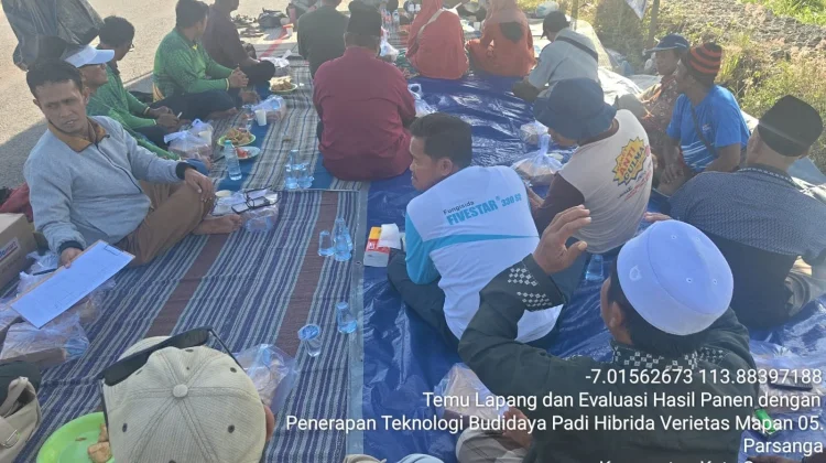 Demplot Padi Hibrida Dongkrak Produktivitas Petani