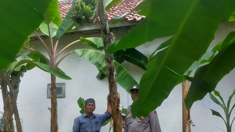 Personel Polsek Batuputih Pantau Tanaman Pisang Warga Program P2B