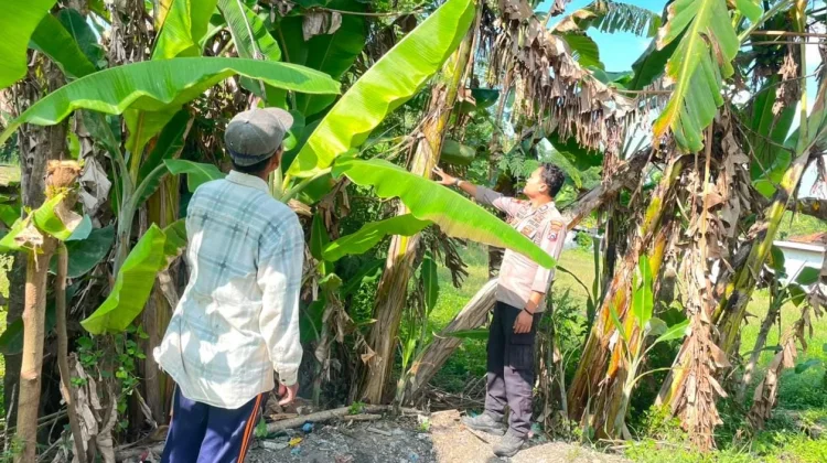 Polsek Batuputih Pantau Tanaman Pisang Warga