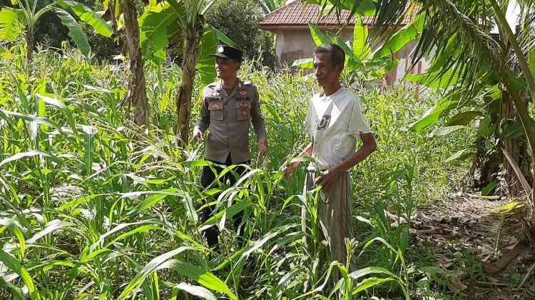Polsek Batuputih Cek Tanaman Jagung Warga