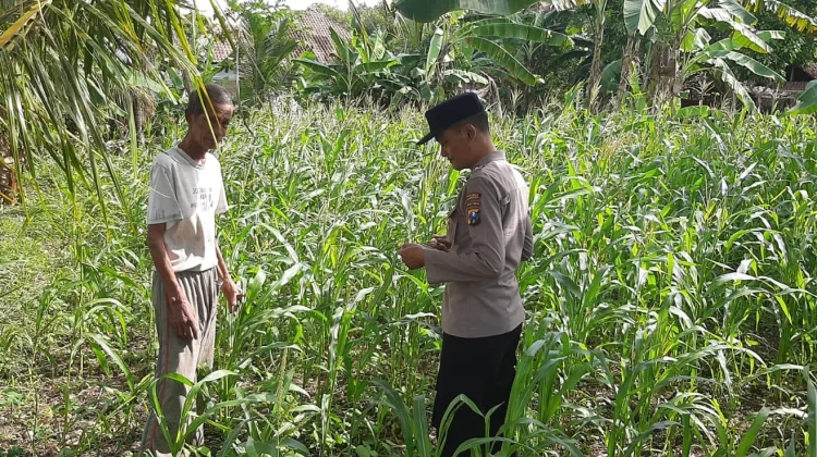 Polsek Batuputih Cek Tanaman Jagung Warga