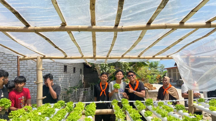 Belajar Hidroponik, Siswa Petik Selada Segar di Kebun Tarunatani