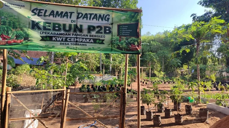 Semangat Pemuda Torbang Kembangkan Bibit Unggul dan Jaga Lingkungan
