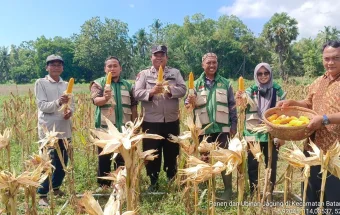 Anggota Polsek Batang-Batang Dampingi Panen Jagung