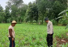 Polsek Batuputih Dukung Program Ketahanan Pangan, Melalui Tanaman Jagung