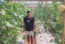 Wisata Petik Melon di Kalianget Timur Tawarkan Pengalaman Panen Langsung