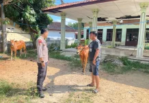 Polsek Batuputih Cek Peternakan Sapi Warga