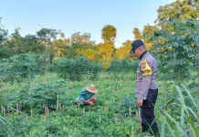 Bhabinkamtibmas Polsek Saronggi Pantau Lahan Pertanian Warga