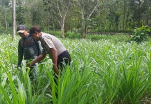 Dukung Ketahanan Pangan, Polsek Batuputih Monitor Jagung