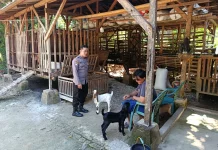 Bhabinkamtibmas Polsek Prenduan Monitoring Peternakan Kambing Warga