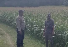 Polsek Kangean Sumenep Pantau Jagung Warga