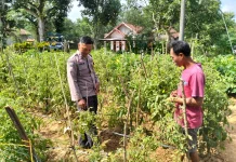 Polsek Rubaru Kawal Budidaya Tomat Warga