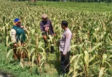 Polsek Dasuk Dukung Produktivitas Petani