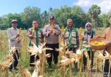 Anggota Polsek Batang-Batang Dampingi Panen Jagung