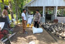 Polisi Monitoring Peternakan Bebek di Bluto